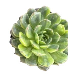 Ornamental Indoor Succulent Seeds for Residence Decor