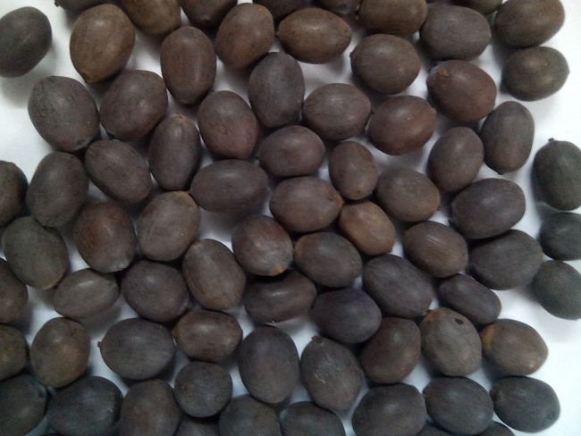 Premium High quality 100% Pure Black Lotus Seeds from Vietnam - Wholesale Obtainable